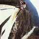 Ponsonnas France Bungee Jumping (1)